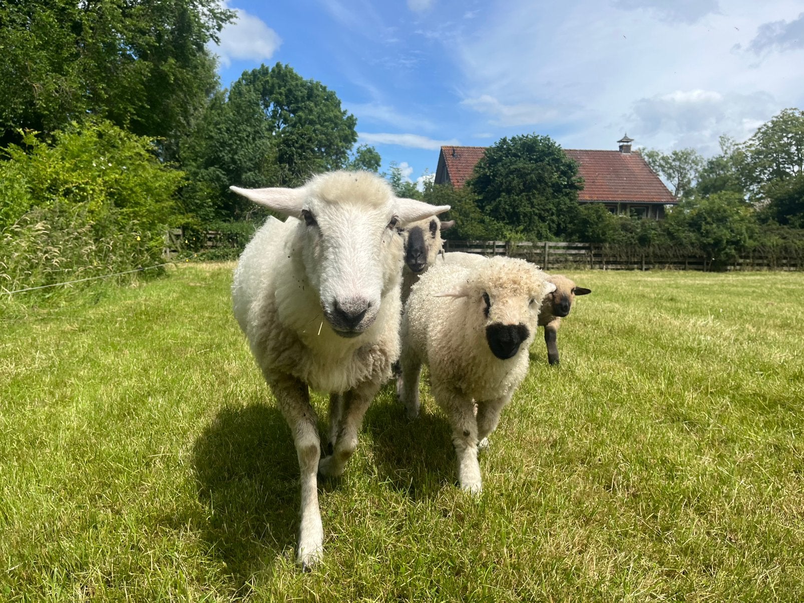 Ram lammetje Walliser schwarznase, Mannelijk, Schaap
