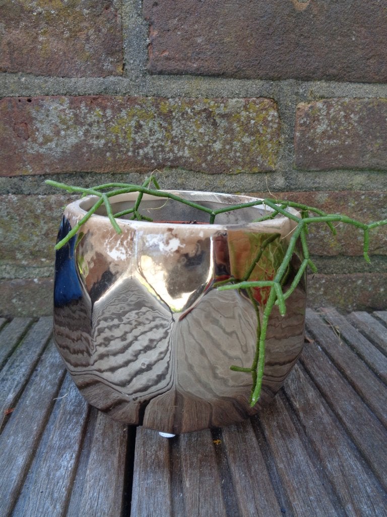 KORAALCACTUS Rhipsalis heteroclada in zilverkleurig potje, Ophalen, In pot, Volle zon, Minder dan 100 cm