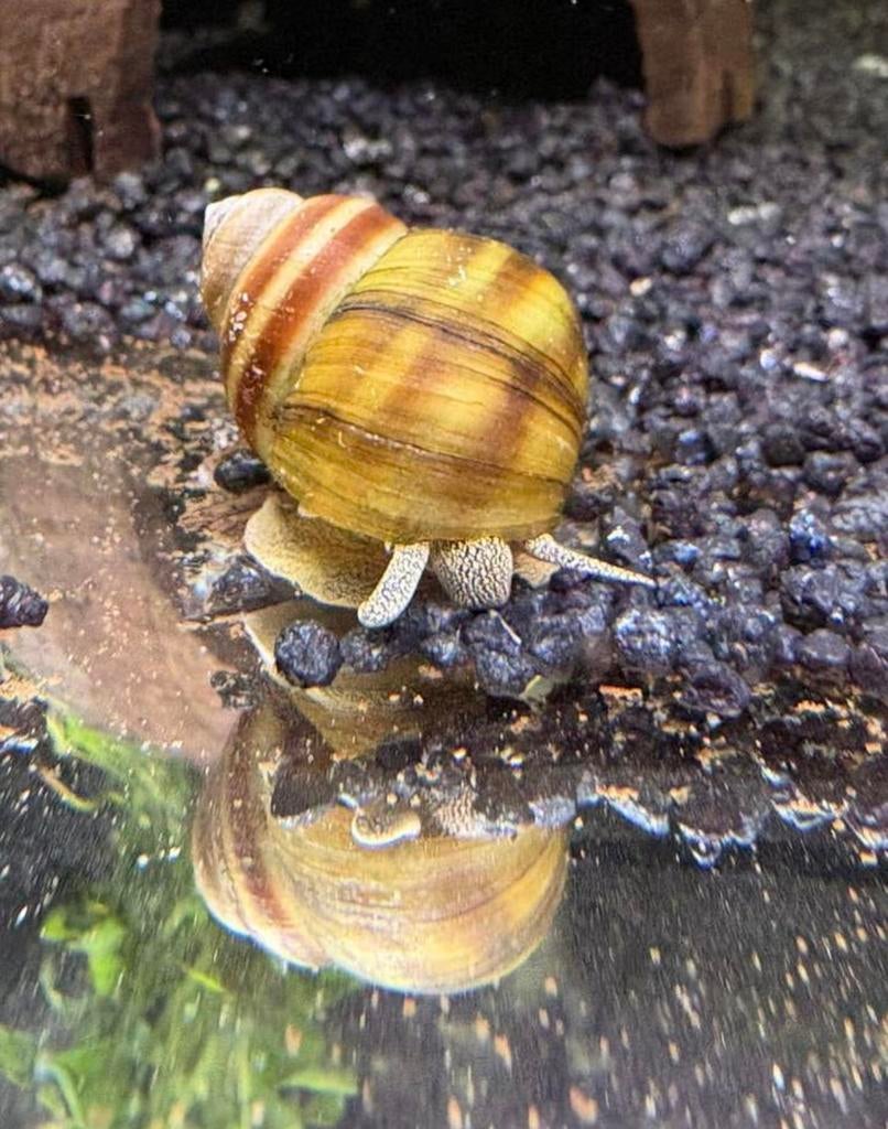 Prachtige Moerasslakken (Viviparus viviparus), Dieren en Toebehoren, Slak of Weekdier
