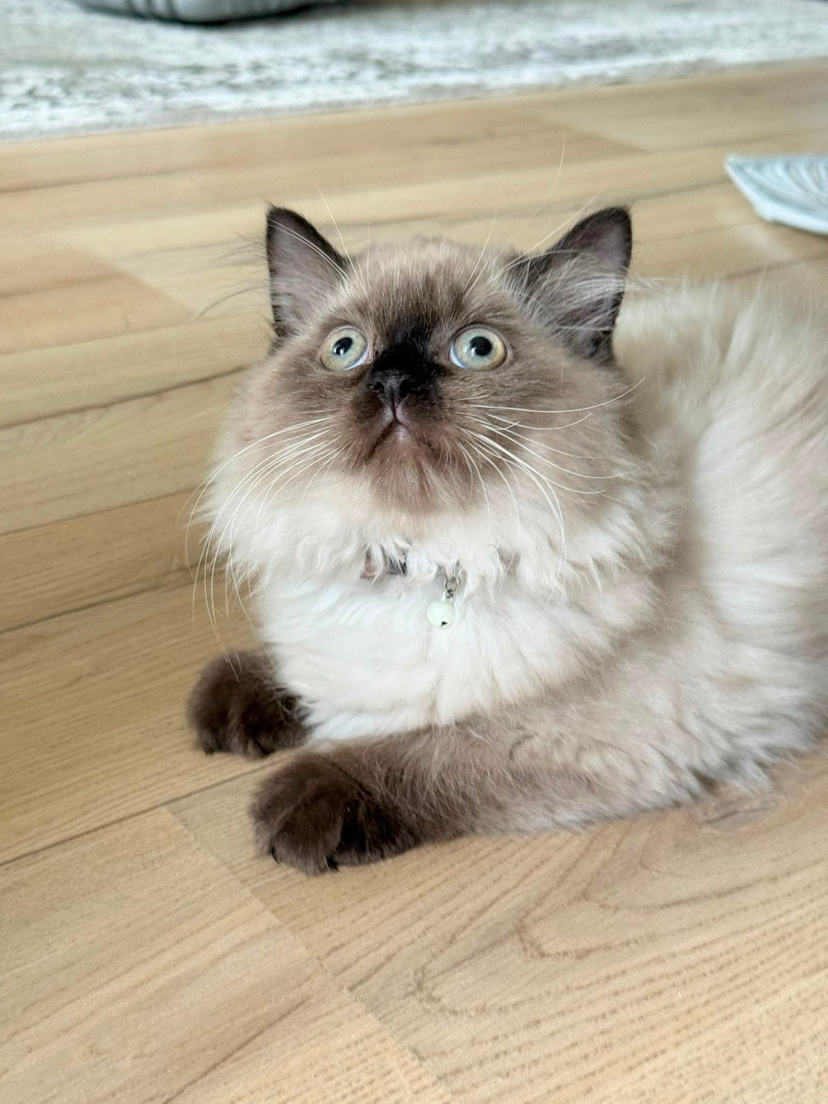 Lieve langharige Ragdoll  Perzische kittens – 2 poesjes, Dieren en Toebehoren, Poes