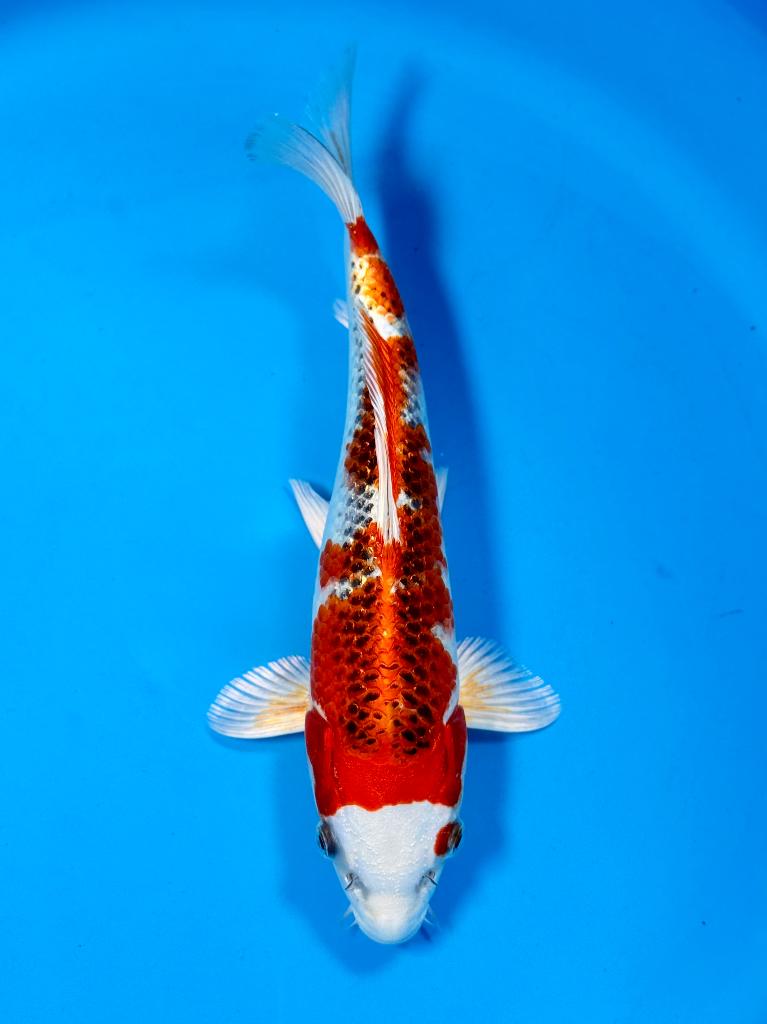 HQ Kujaku Young Nisai 28-32cm Wada Japanse koi, Dieren en Toebehoren, Vissen | Vijvervissen, Karper of Koi