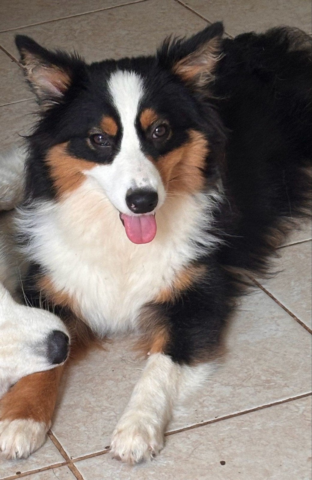 Mini Australian Shepherd, Dieren en Toebehoren, Honden | Herdershonden en Veedrijvers, 15 weken tot 1 jaar, Teef, Eén hond, Herder