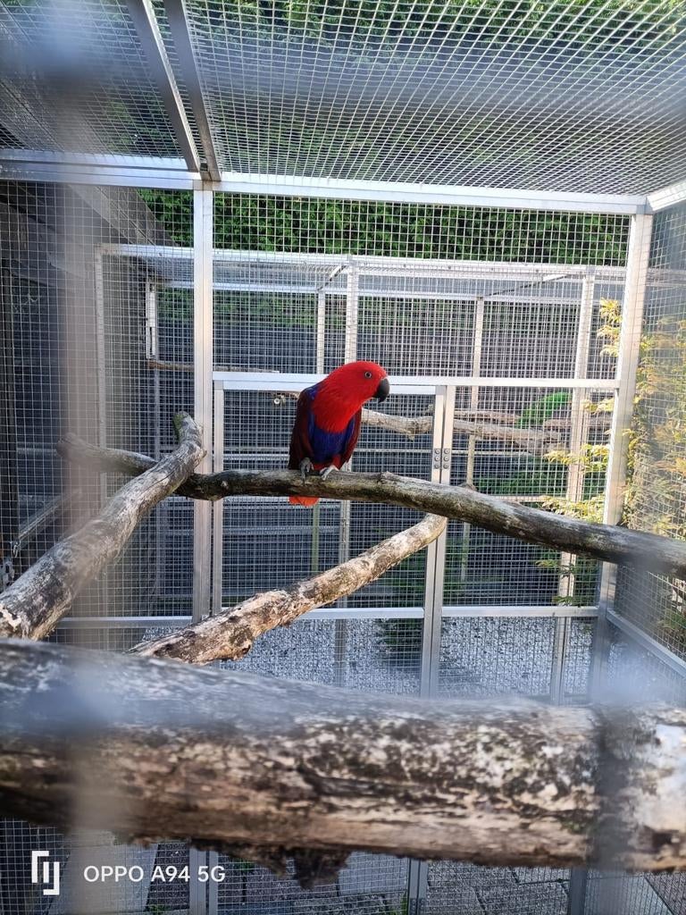 Koppel edel papegaaien, Dieren en Toebehoren, Vogels | Parkieten en Papegaaien, Meerdere dieren, Papegaai