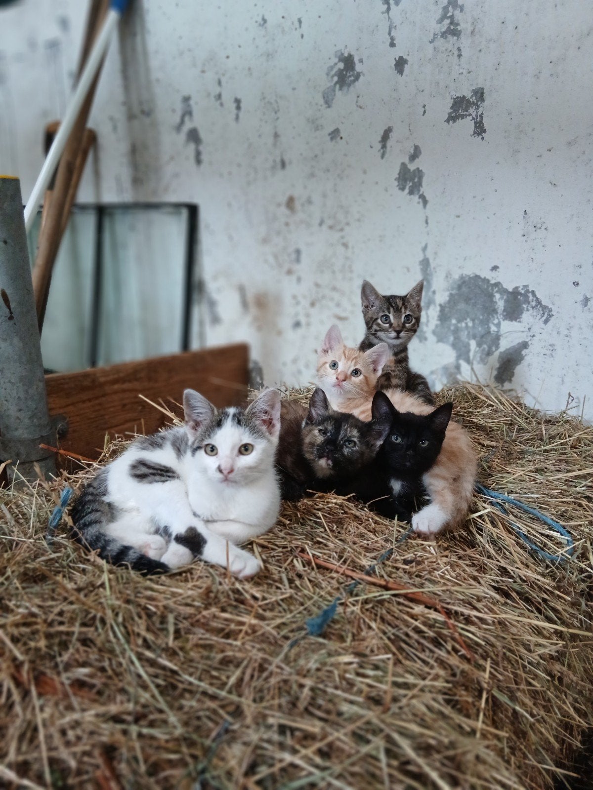 Boerderijkittens, Dieren en Toebehoren, Katten en Kittens | Overige Katten, Poes, Kortharig, 0 tot 2 jaar