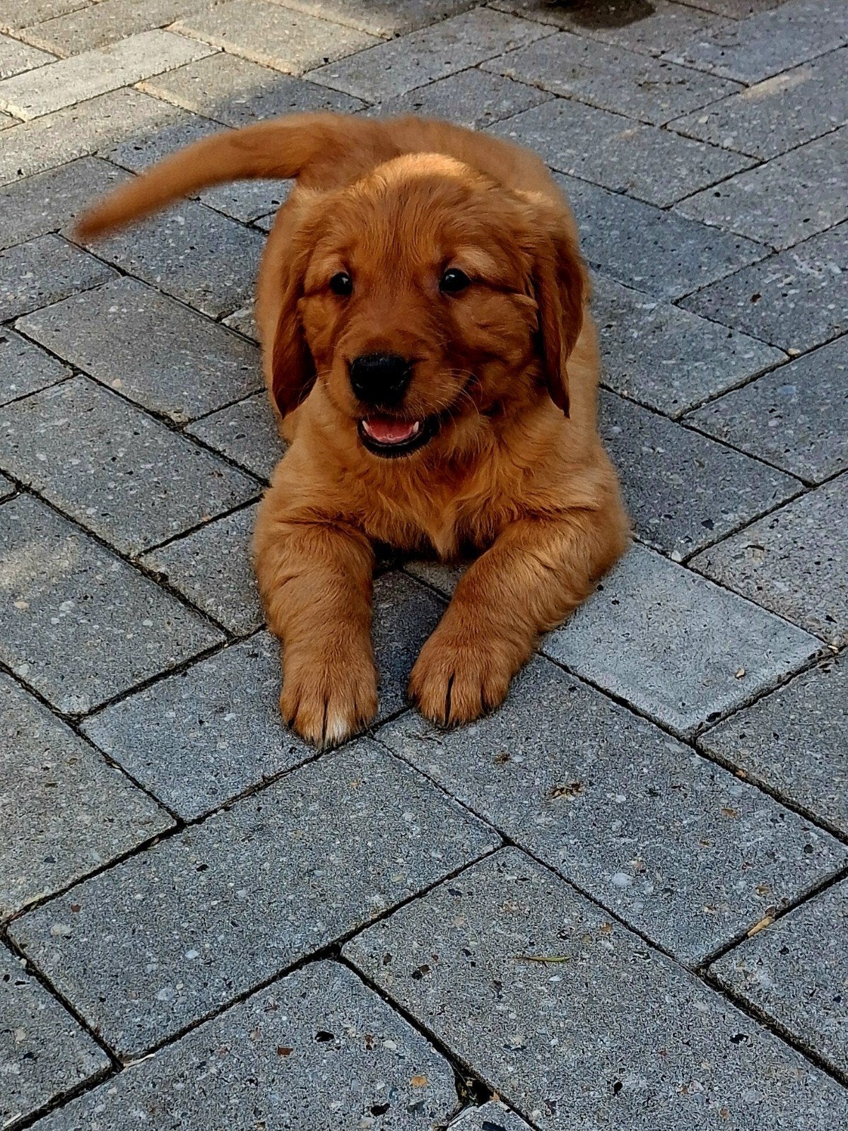 Donkere rode golden retriever pups, Dieren en Toebehoren, Honden | Retrievers, Spaniëls en Waterhonden, Golden retriever, Meerdere dieren