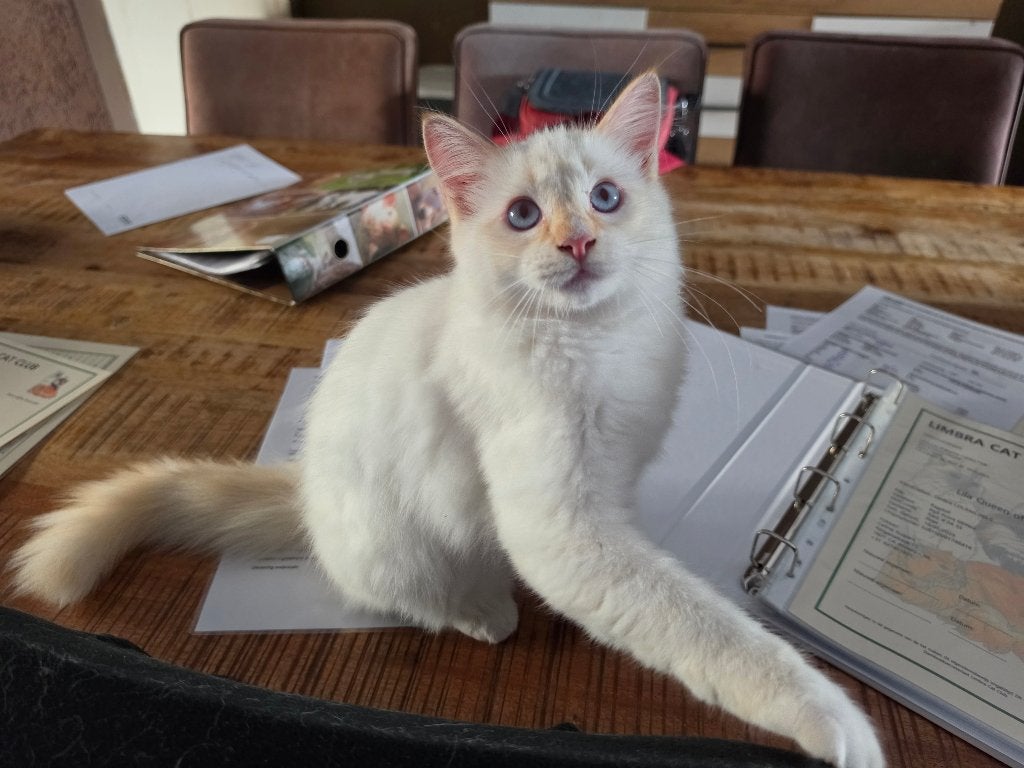Ragdoll katertje met stamboom, ouders volledig getest, Kater, Met stamboom, 0 tot 2 jaar