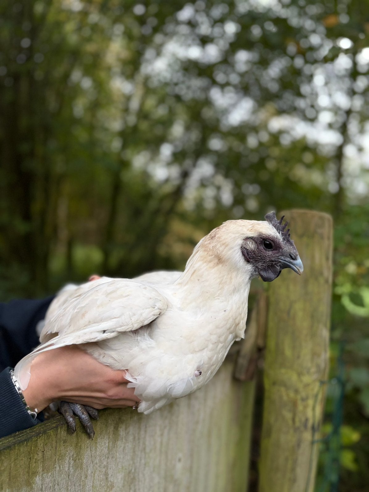 2 Ayam Cemani hennen en 1 Ga hmong hen, Vrouwelijk, Kip