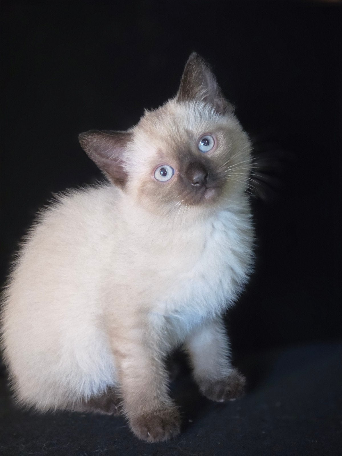 Mooie kruising thaisiamees x sneeuwbengaal, Kater, Gechipt