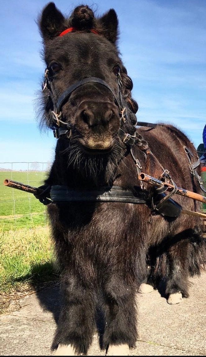 Shetlander men tuig, weinig gebruikt, Dieren en Toebehoren, Paarden en Pony's | Hoofdstellen en Tuigage, Ophalen, Shetlander, Gebruikt