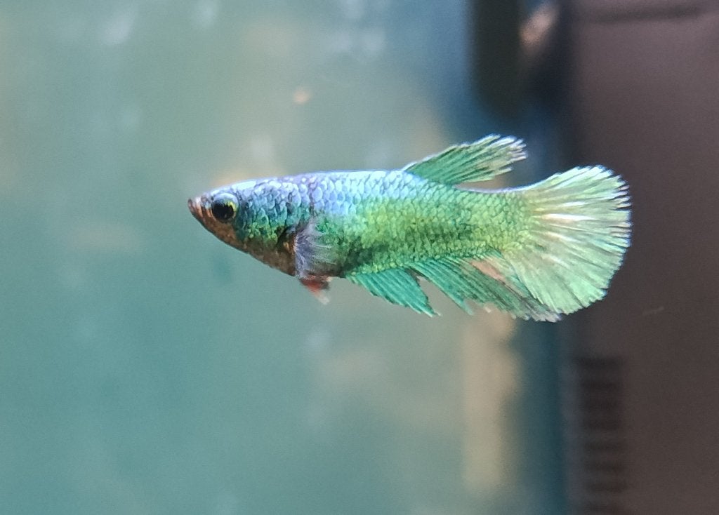 Siamese Kempvis vrouw - Betta Splendens vrouw, Dieren en Toebehoren, Vis, Zoetwatervis