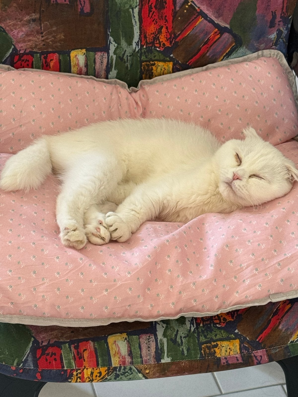 Bella zoekt een liefdevol nieuw thuis ️, Dieren en Toebehoren, Katten en Kittens | Overige Katten