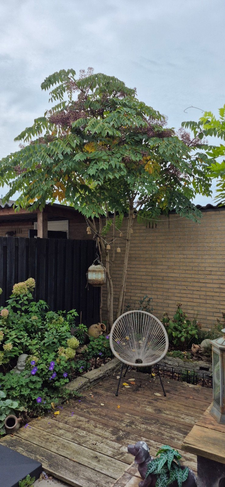prachtige Aralia elata, Tuin en Terras, Ophalen