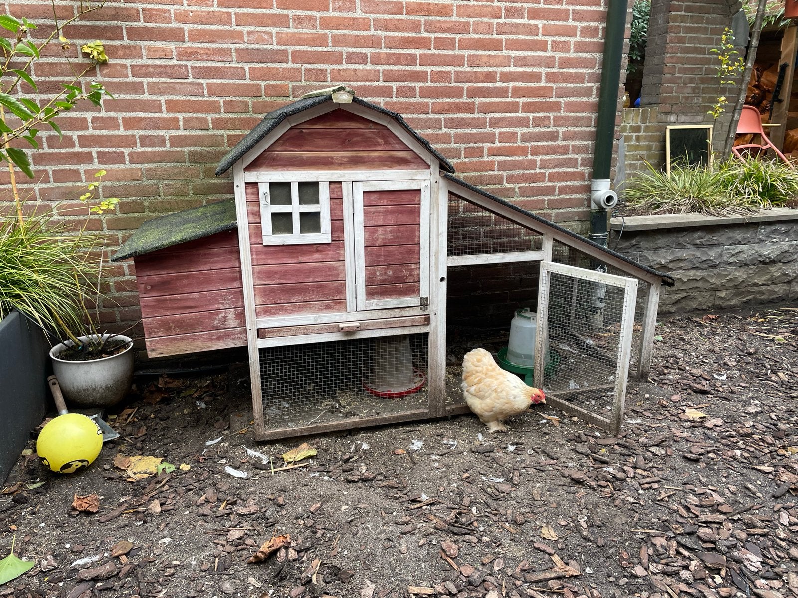 Gratis kippen inclusief kippenhok, Dieren en Toebehoren, Vrouwelijk, Kip