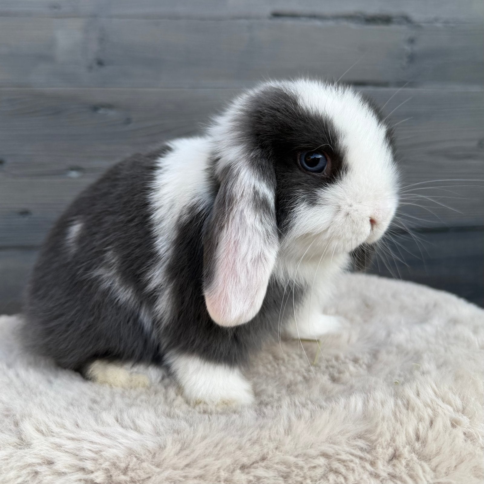 Lieve raszuivere minilop baby konijntjes, Meerdere dieren, Dwerg