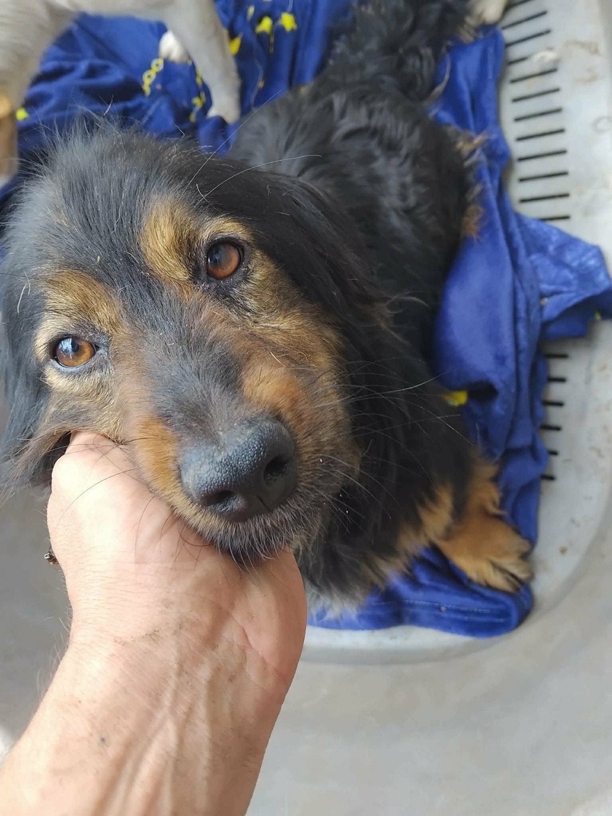 Lieve Fancy is 3 jaar en een sociaal hondje, Dieren en Toebehoren, Honden | Niet-rashonden, Particulier, Buitenland, Teef, Parvo