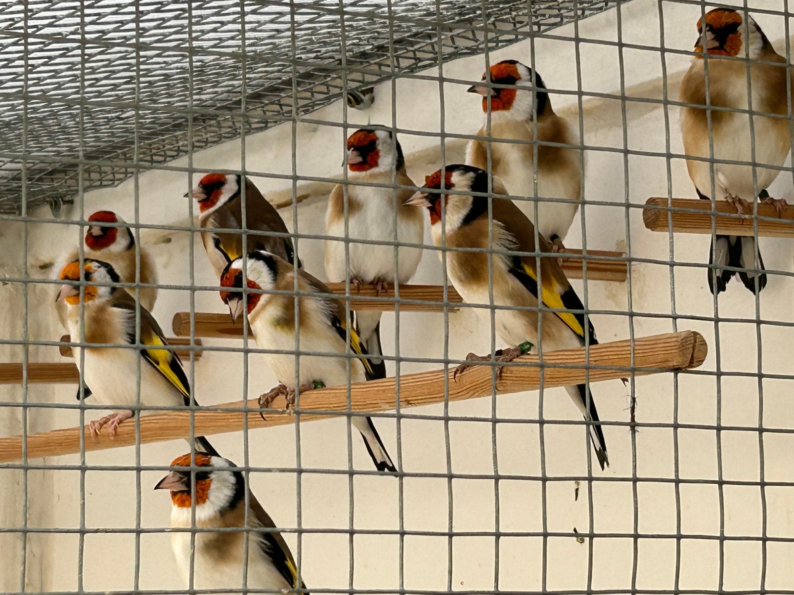 Mooie forse onverwante koppels wildkleur major putters/2026, Meerdere dieren, Wildzangvogel, Geringd