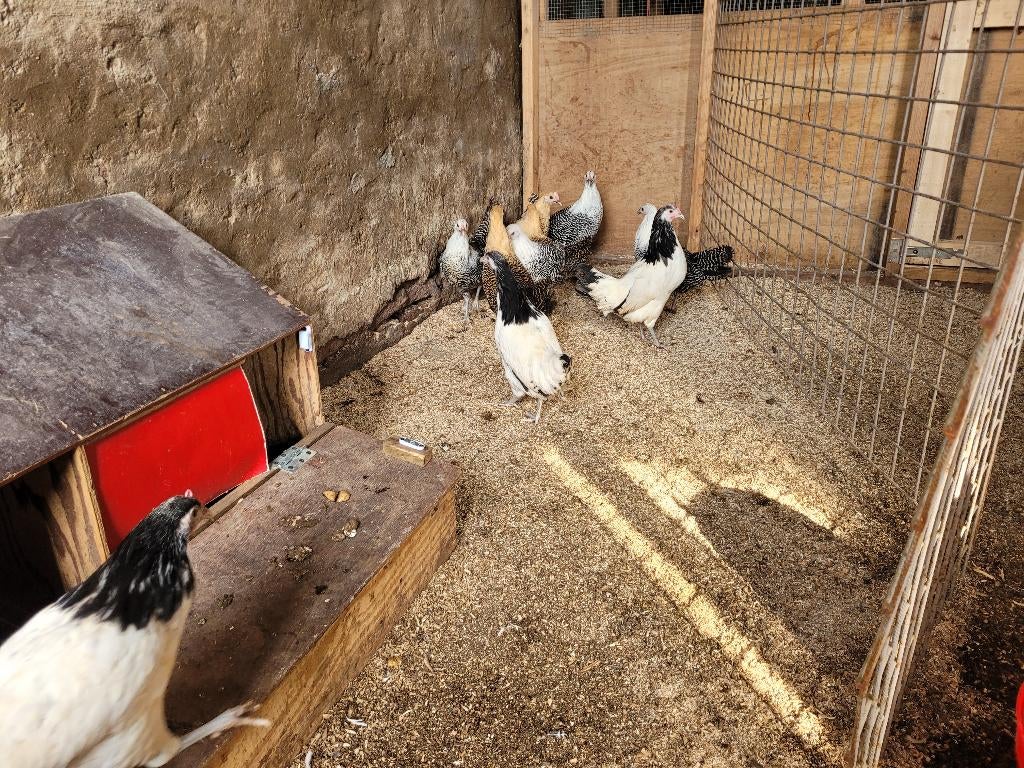 Sier Kippen/hennen Lakenvelder, Tricolor, Patrijs, zilverbra, Dieren en Toebehoren, Pluimvee, Vrouwelijk, Kip