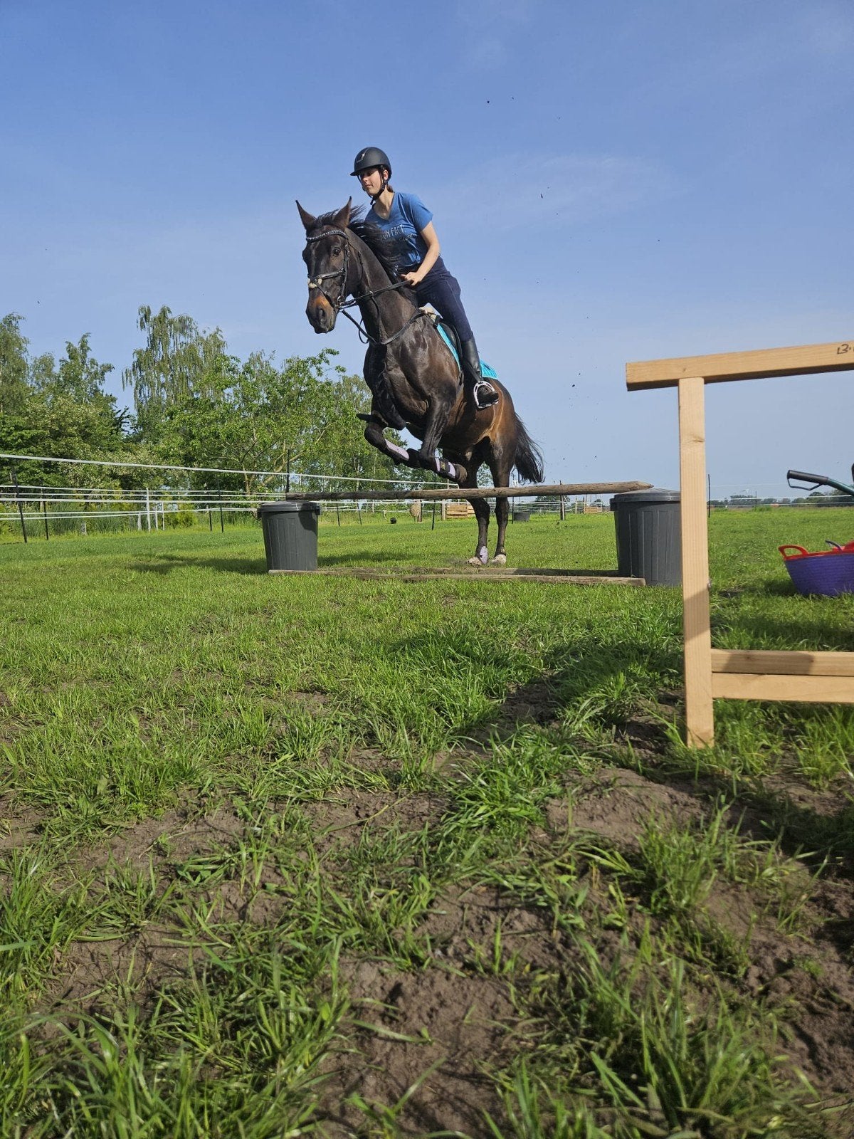 Gezocht weiland te huur, Dieren en Toebehoren, Stalling en Weidegang, Weidegang, 2 of 3 paarden of pony's