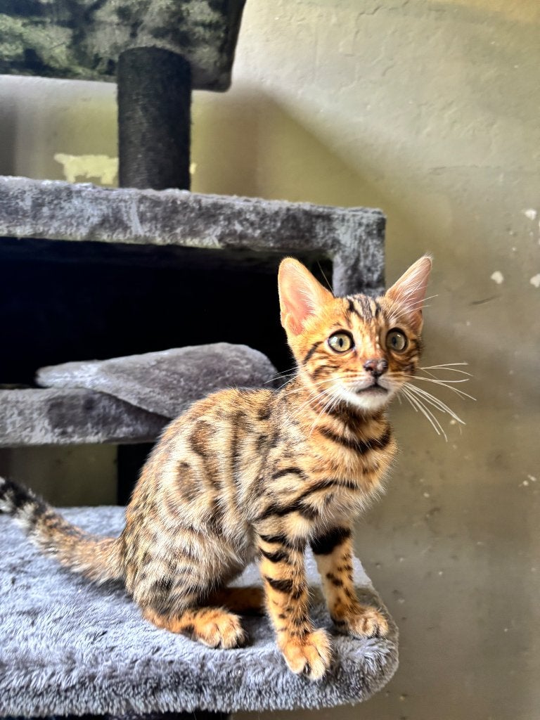 Bengaal Kater raskatten/katten/kittens/kitten, Kater