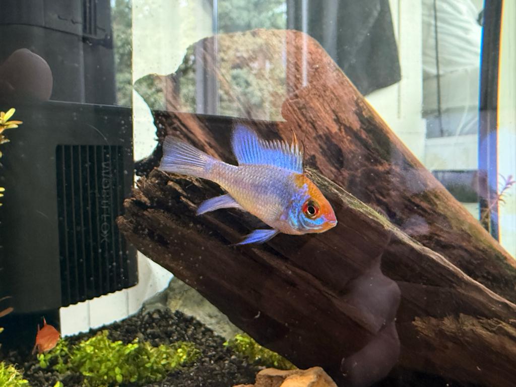 Kleine Electric Blue Ramirezi (Antennebaarsje), Dieren en Toebehoren, Vissen | Aquariumvissen, Vis