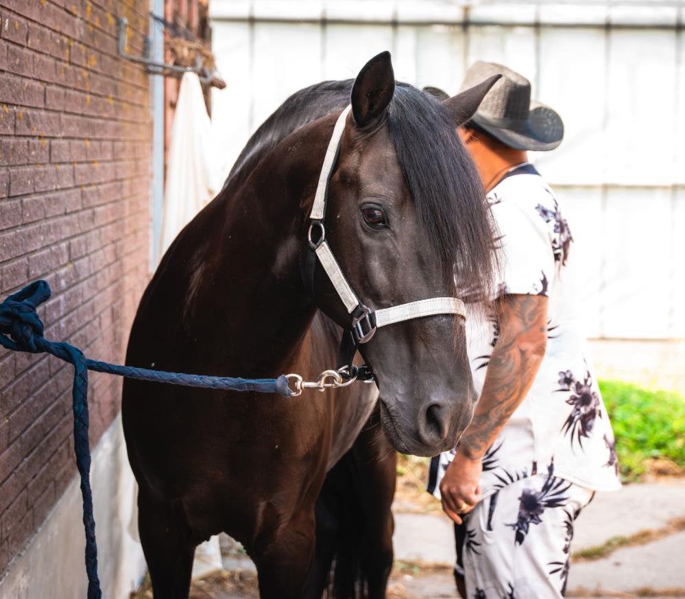 Prachtig E-pony Arab -Barb Arabier/Berber /Andalusier Barok, Gechipt, Minder dan 160 cm, Ruin, L