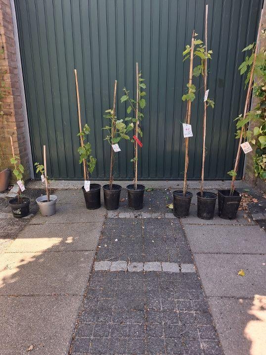 Druiven planten, Ophalen, Minder dan 100 cm, Overige soorten, In pot