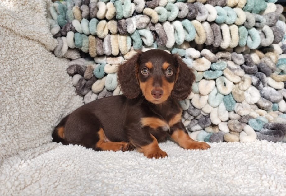 Exclusief knappe langharige teckelpups, 8 tot 15 weken, Dwerg, Langhaar, Meerdere