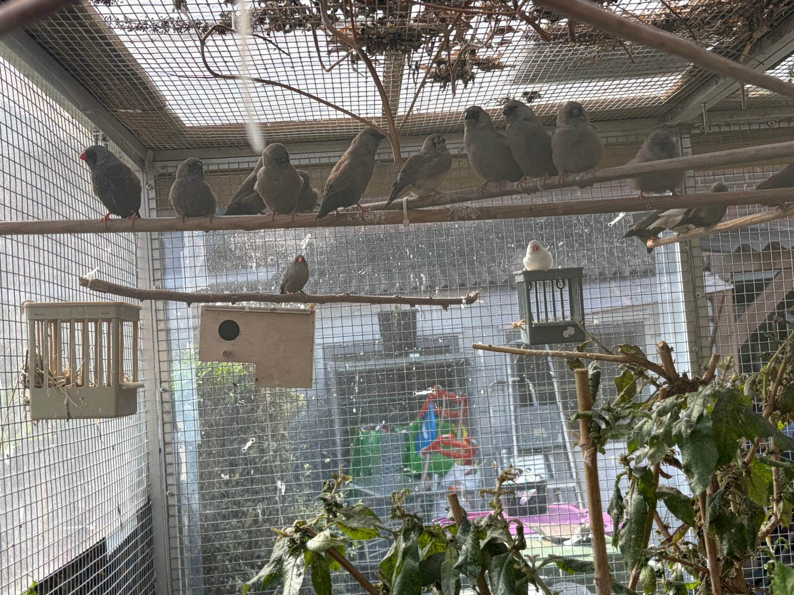 Charcoal zebravinken, Dieren en Toebehoren, Meerdere dieren