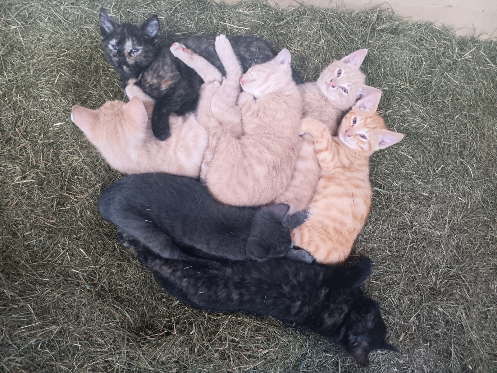Boerderij kittens / poesjes