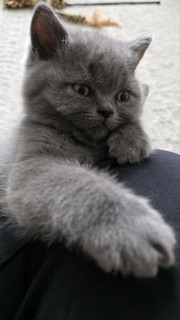 Kittens, Dieren en Toebehoren