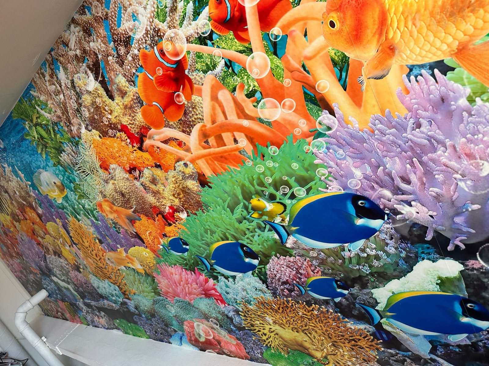 Fotobehang onderwaterwereld met vissen en koraal, Ophalen, Natuurlijk, Fotobehang, Dieren