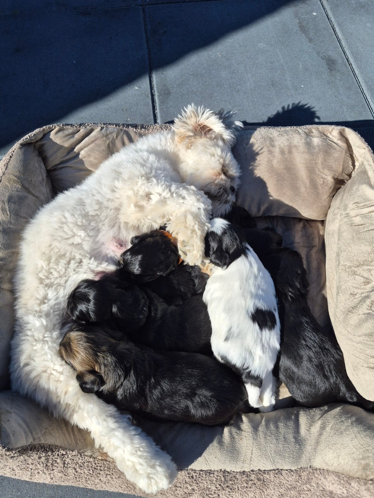 Lhaso apso pups, 8 tot 15 weken, Meerdere, Meerdere dieren, Nederland