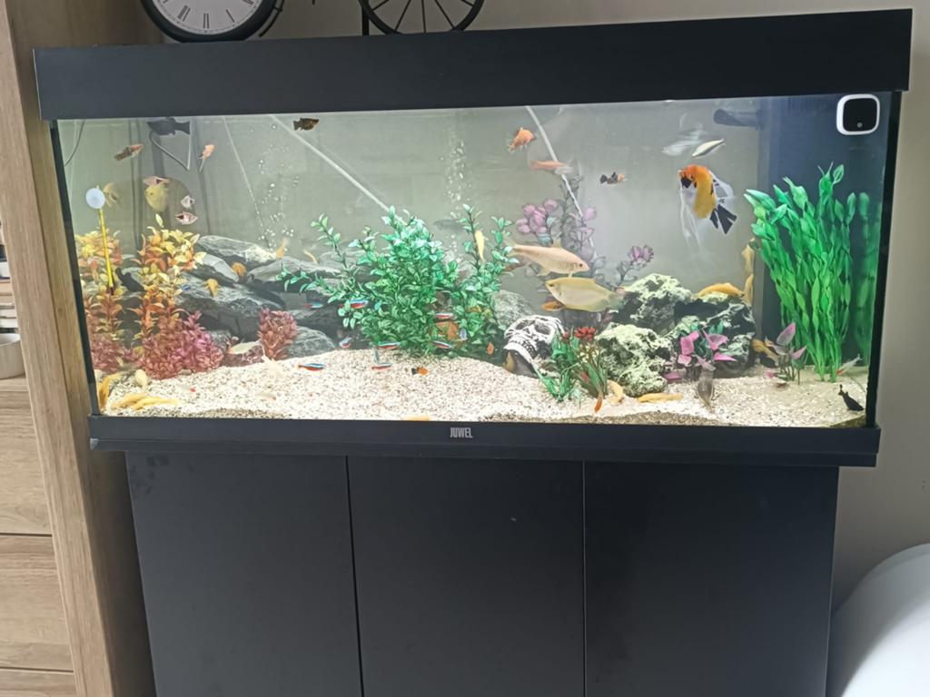 Compleet Jewel aquarium 100*50*40 met kast, Ophalen, Zo goed als nieuw, Gevuld zoetwateraquarium