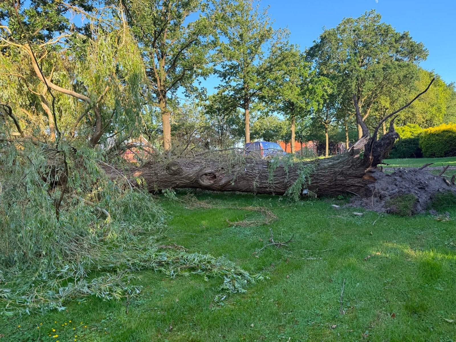 Gevallen boomstam en levende boom, Tuin en Terras, Planten | Bomen, Bloeit niet, Overige soorten, 400 cm of meer, Ophalen
