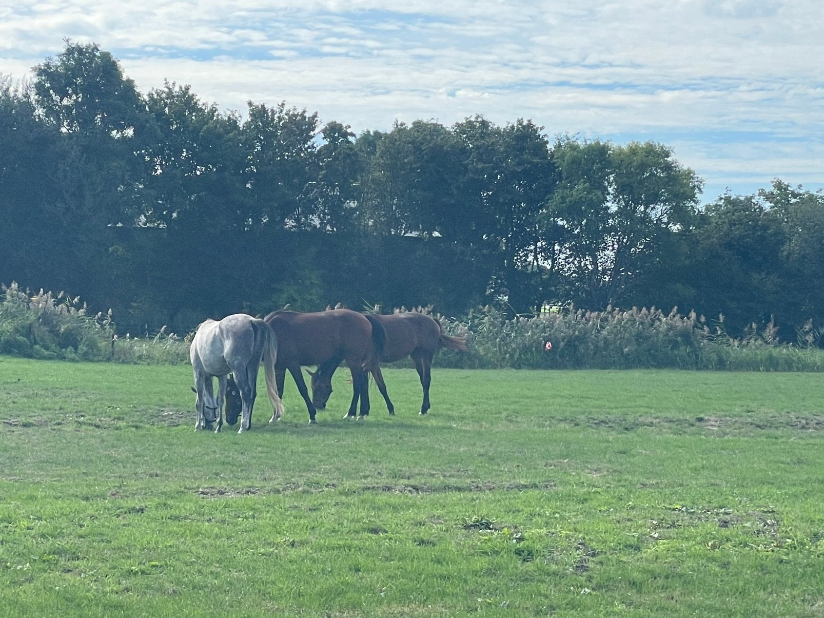 Pensionstalling, Paardencheck en/of Professionele training, Stalling, 4 paarden of pony's of meer