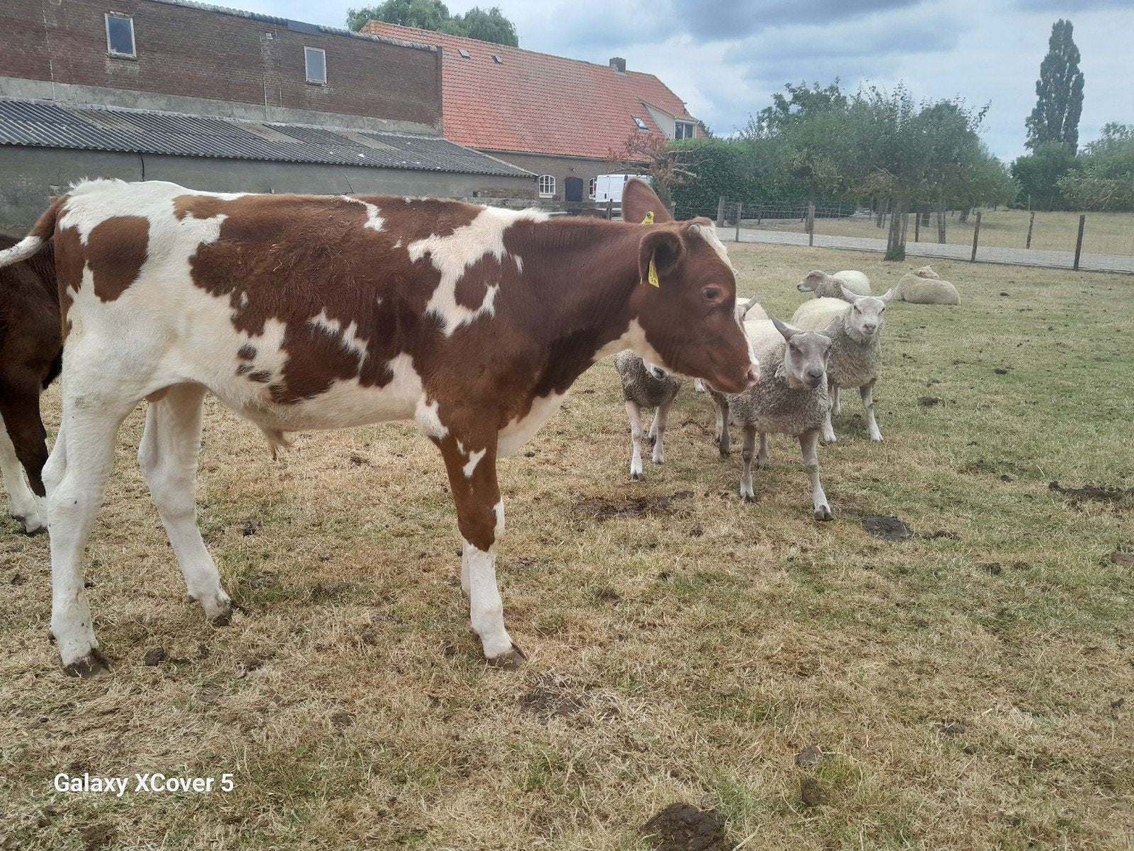 kalf roodbond, Dieren en Toebehoren, Runderen, Mannelijk, 0 tot 2 jaar