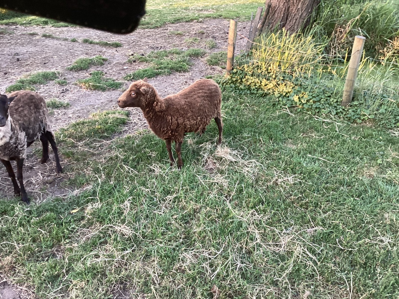 Ouessant ooitje te koop, Vrouwelijk, Schaap, 3 tot 5 jaar