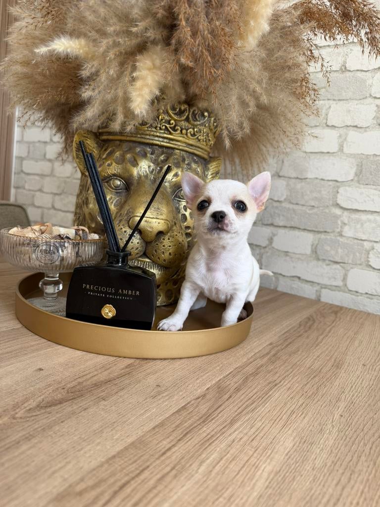 Chihuahua pups teefjes, Parvo, 8 tot 15 weken, Teef, Meerdere