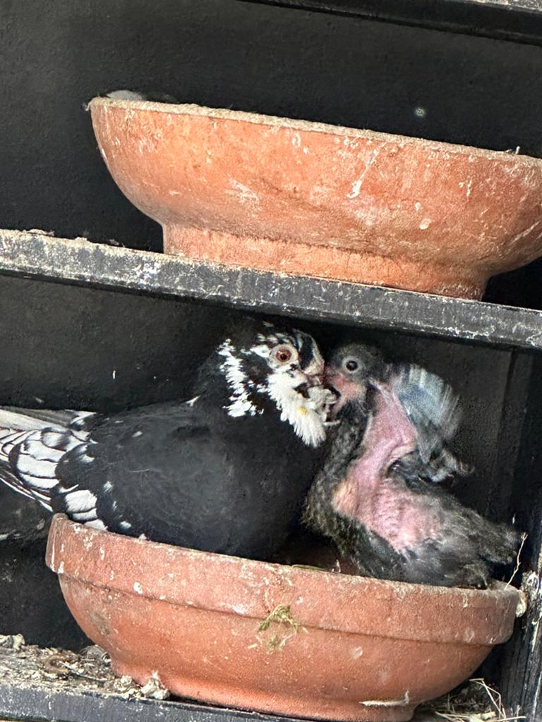 Sierduiven, Meerdere dieren, Overige soorten