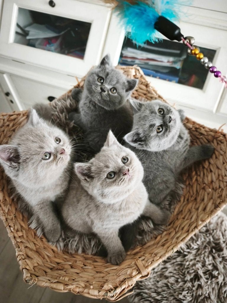 Brits korthaar kittens, Meerdere dieren, Gechipt, 0 tot 2 jaar
