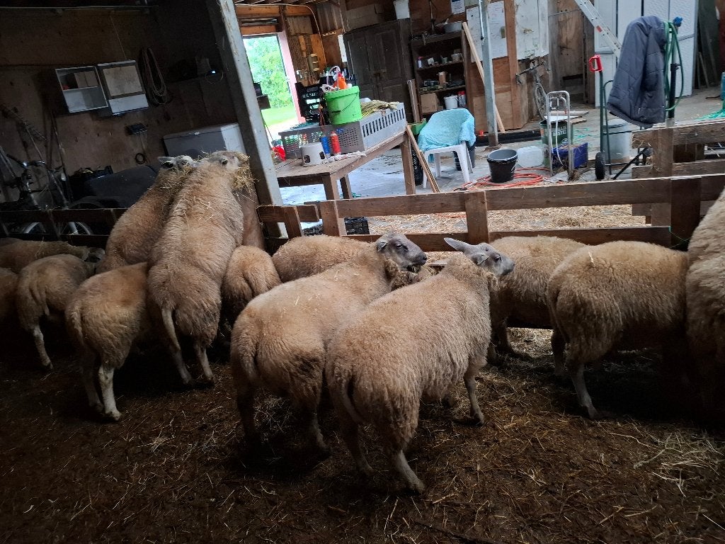 Bleu du maine rammen 50% raszuiver, Dieren en Toebehoren, Mannelijk, Schaap, 0 tot 2 jaar
