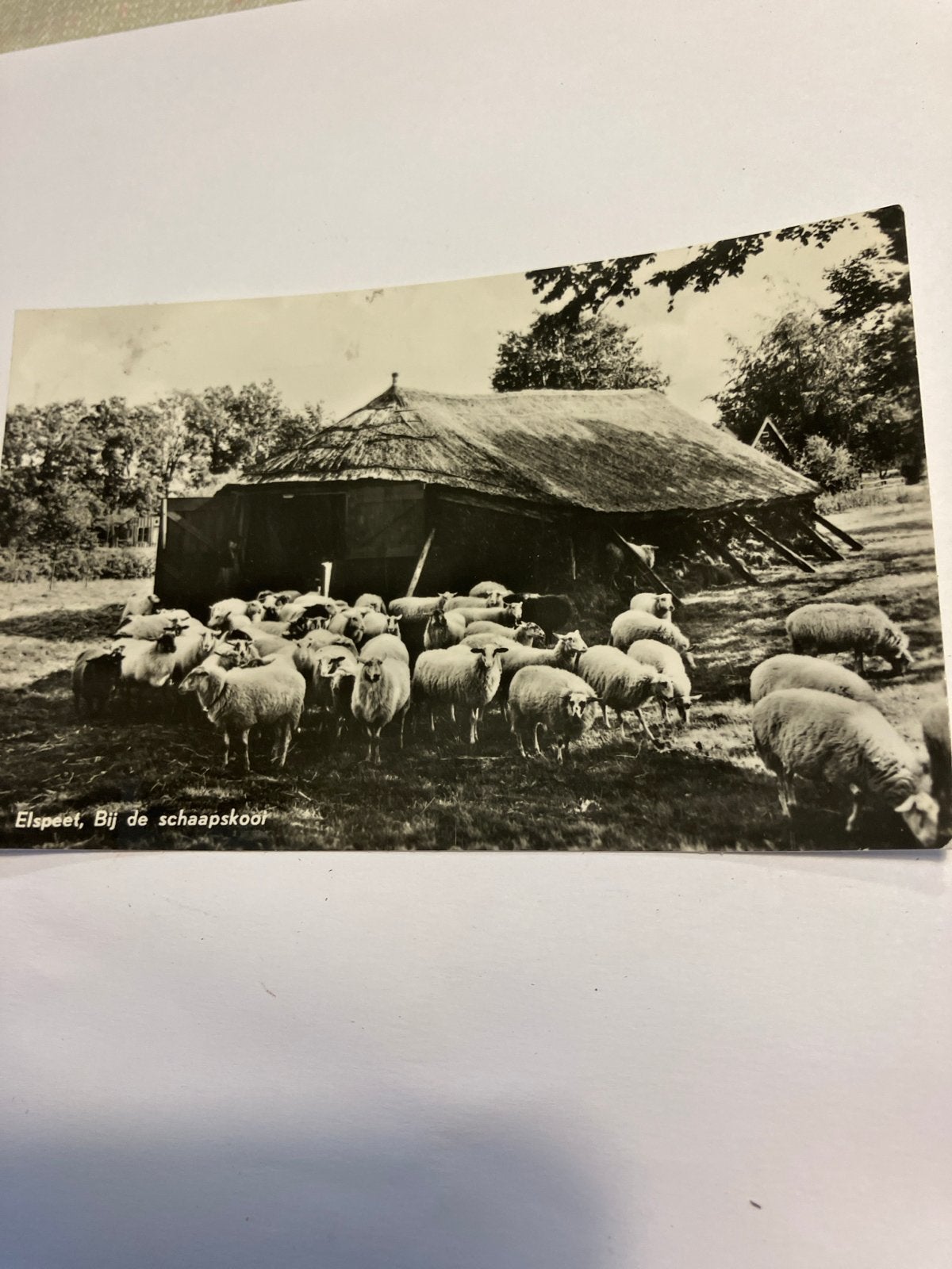 Oude Ansichtkaart Elspeet, Bij de Schaapskooi, Ophalen of Verzenden, 1920 tot 1940, Gelopen, Gelderland
