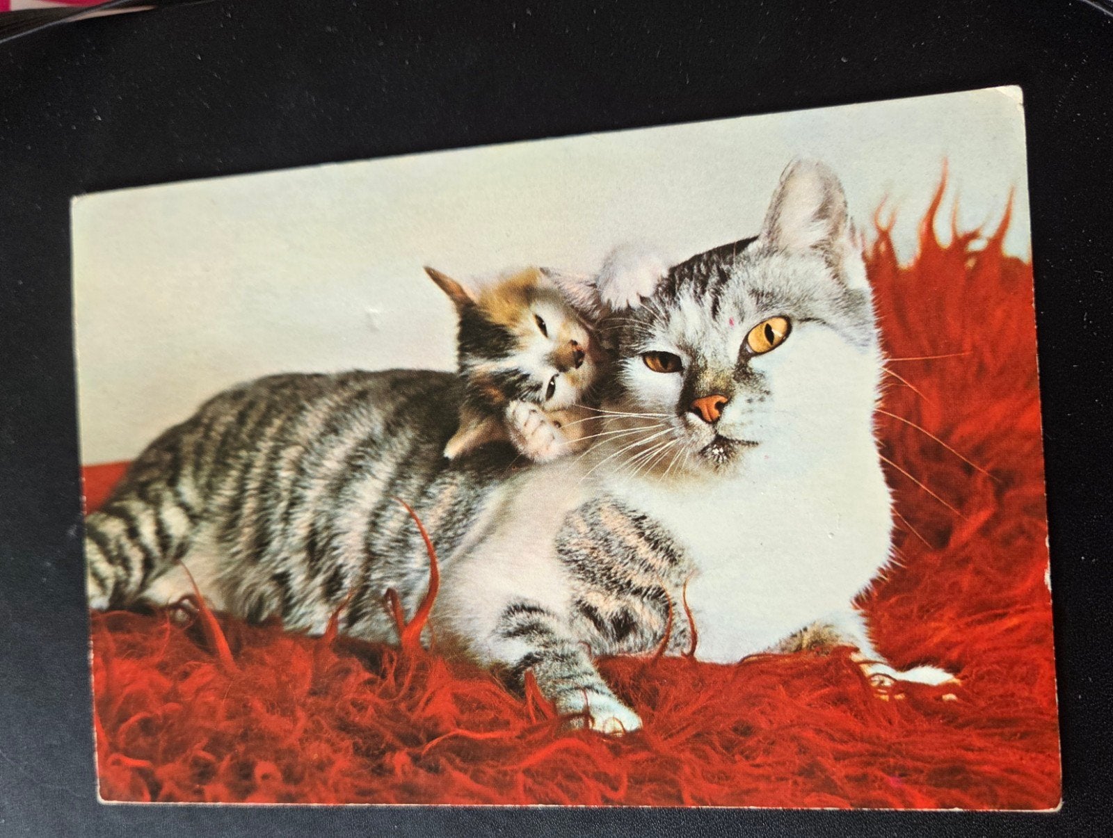Kat met Kitten op Rood Kleed, Verzenden, 1960 tot 1980, Gelopen, Hond of Kat