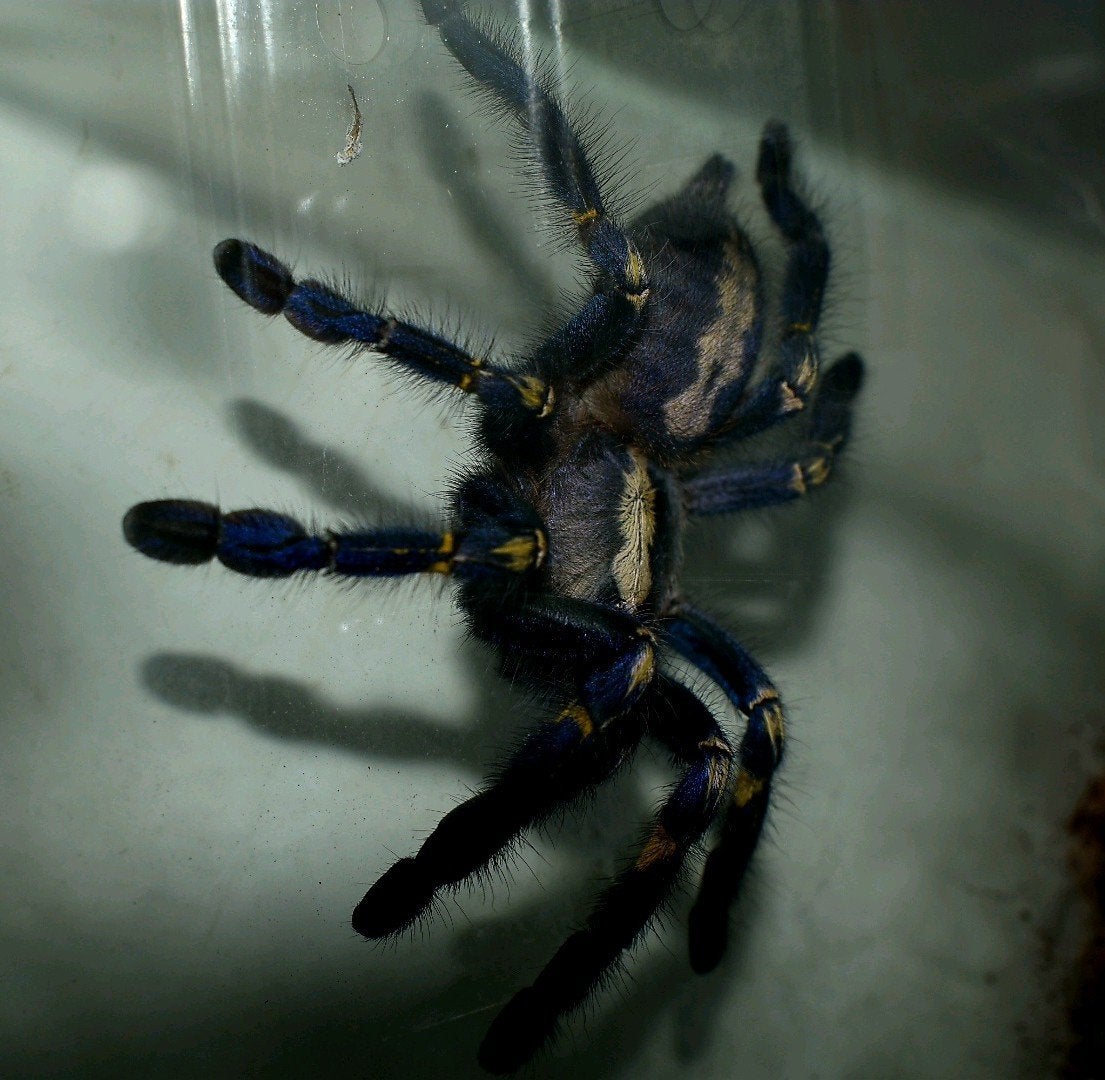 poecilotheria metallica, Dieren en Toebehoren, Spin of Schorpioen