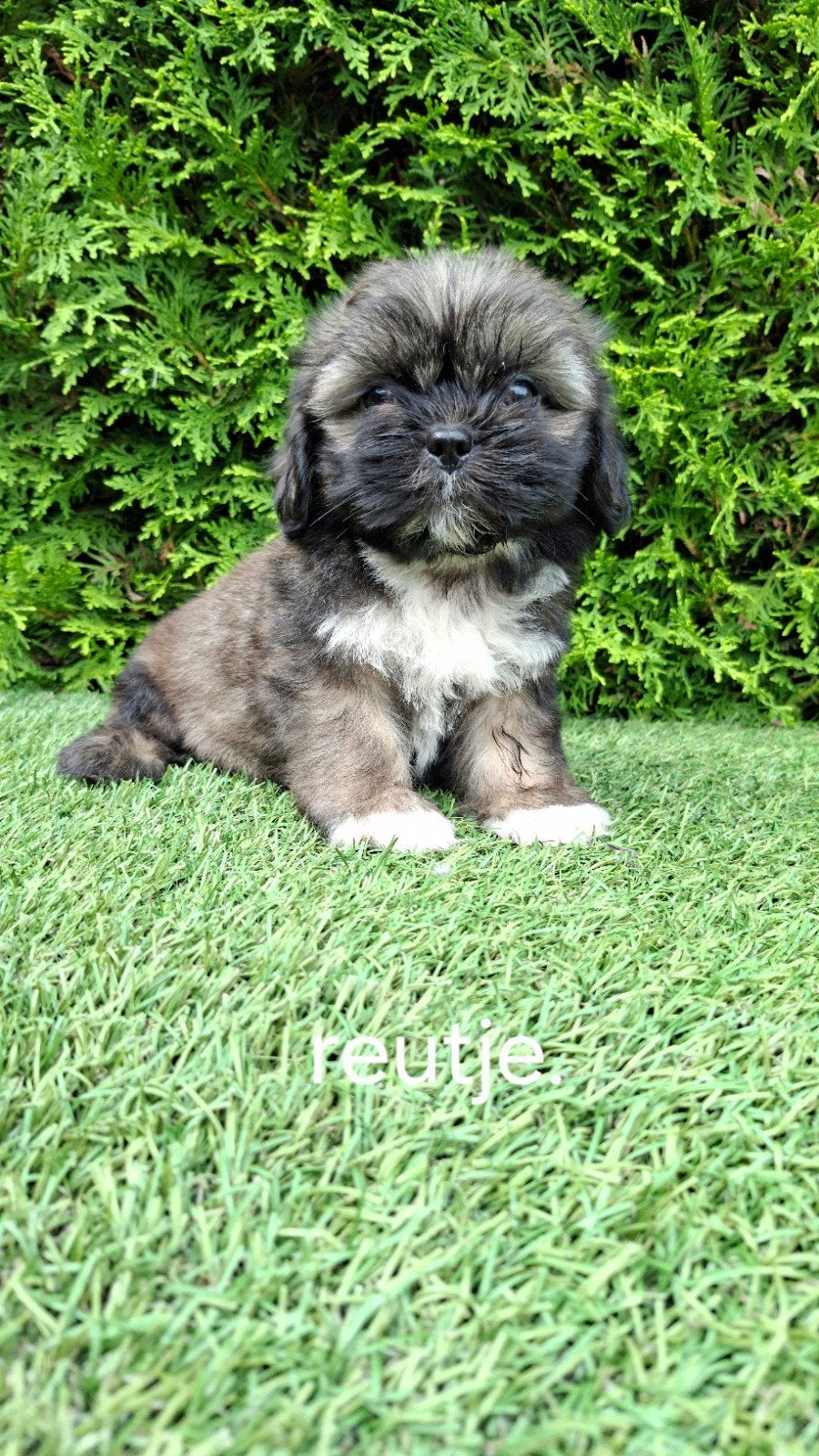 Zeer mooie speelse boomer pups., Dieren en Toebehoren, Parvo, 8 tot 15 weken, Meerdere, Nederland