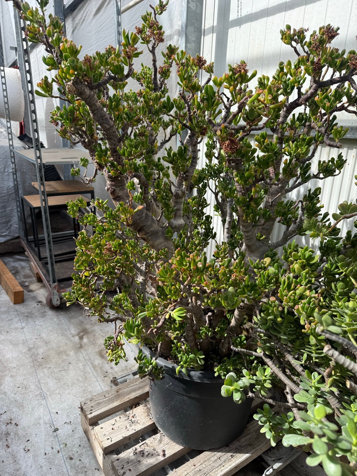 Grote Crassula Ovata (Jadeplant) - Prachtige Succulent, Tuin en Terras, Overige soorten, Volle zon, Vaste plant, Ophalen of Verzenden