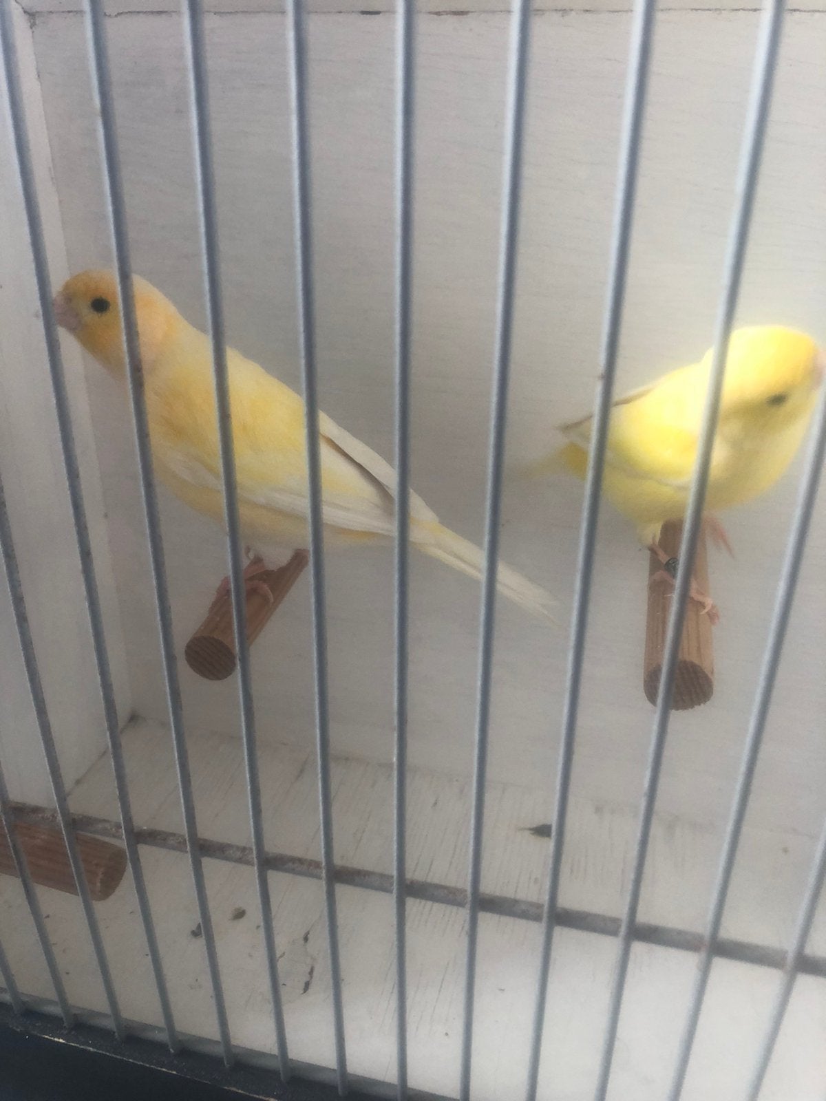 Te Koop ;  Fraai Koppel Gele Kanaries., Meerdere dieren, Kleurkanarie