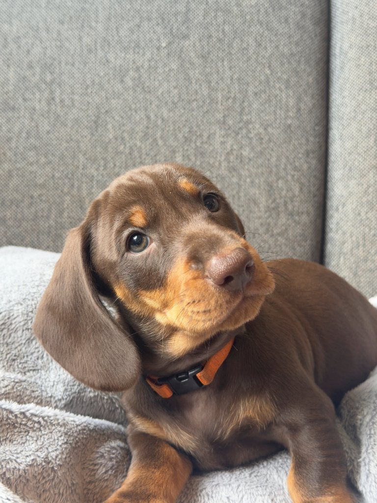 Teckel pups, Standaard, 8 tot 15 weken, Korthaar, CDV (hondenziekte)