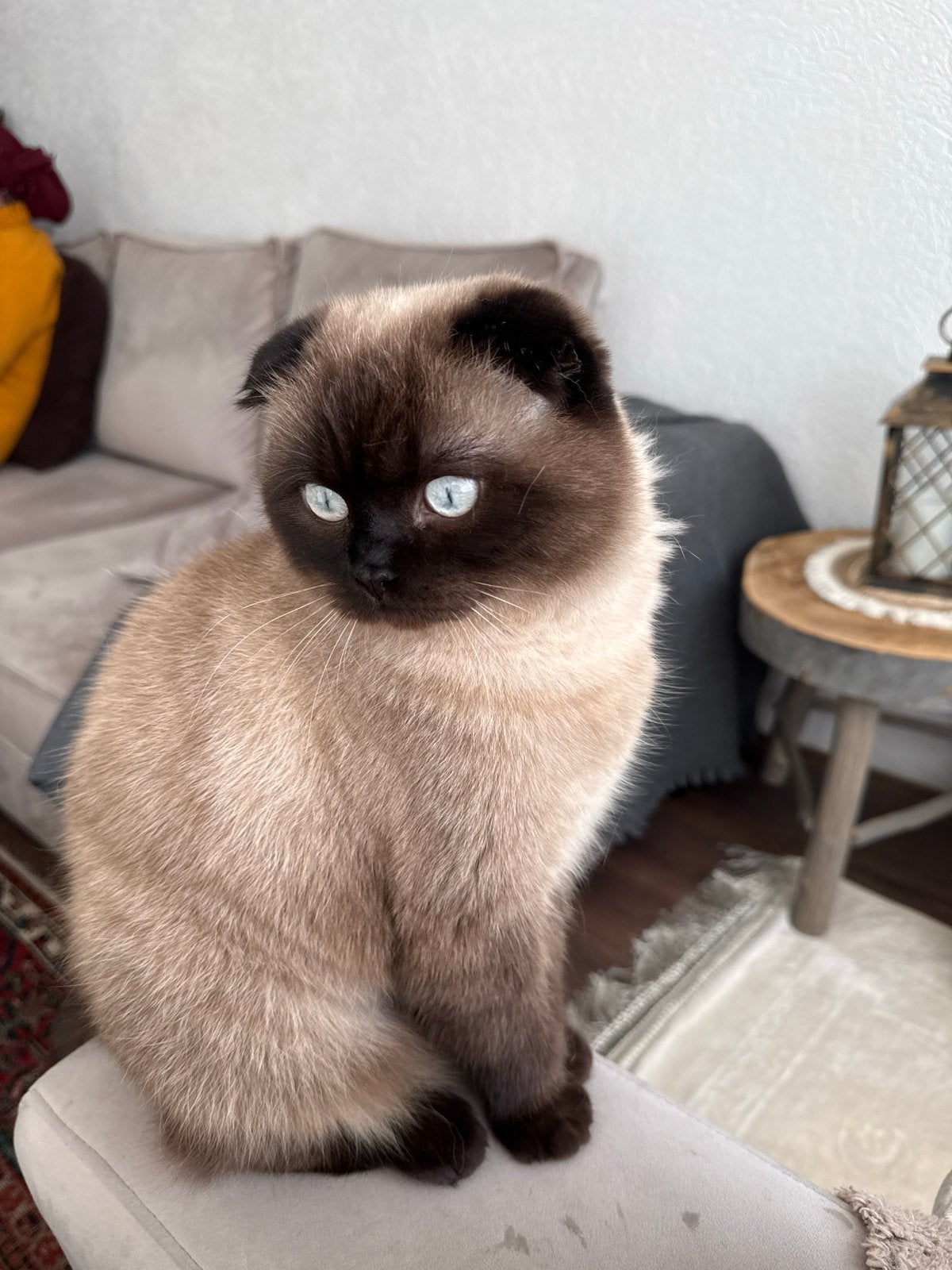 Scottish fold Duman, Kater, Kortharig, 0 tot 2 jaar