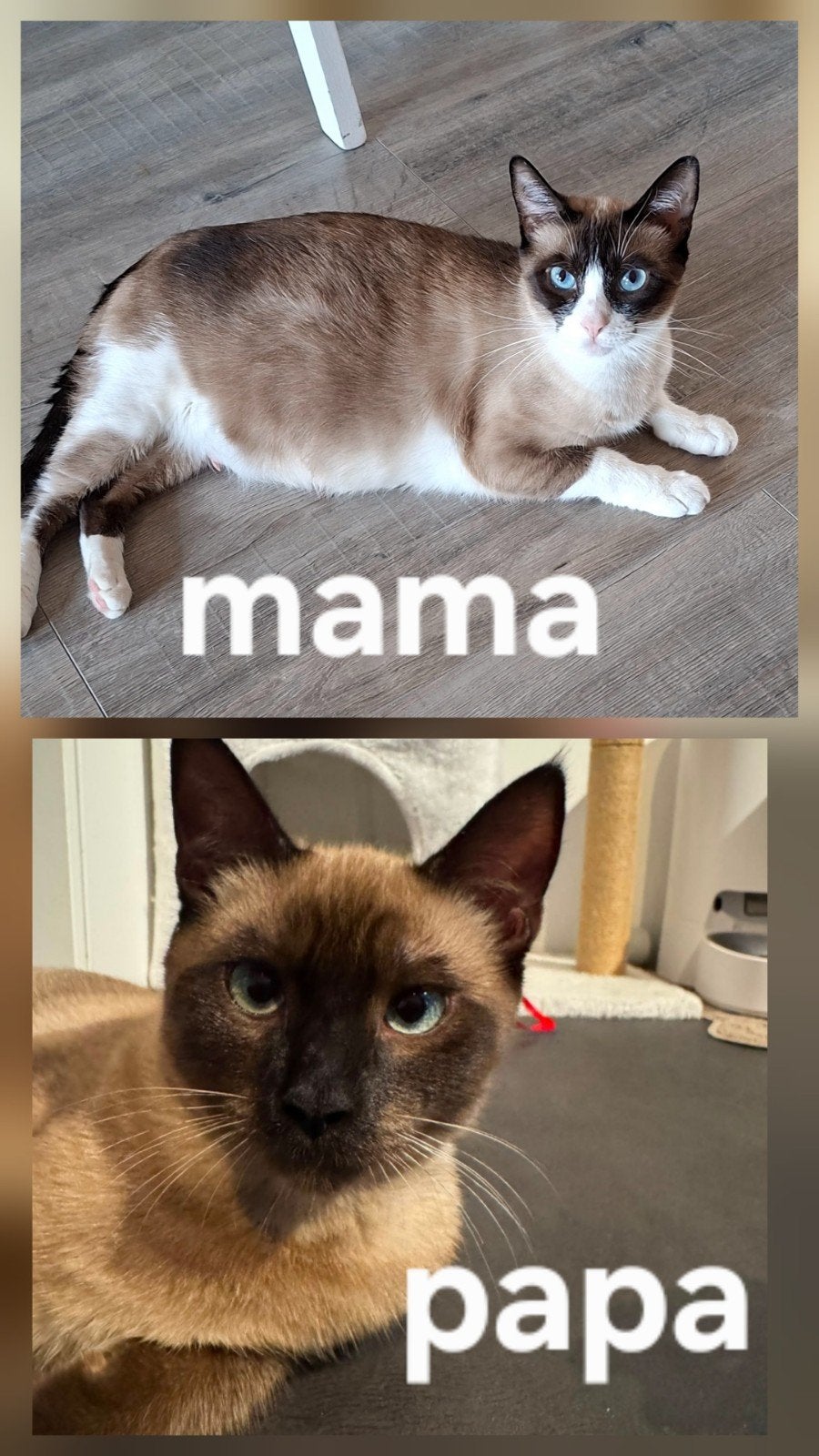 siamese kittens, Meerdere dieren, Ontwormd, 0 tot 2 jaar